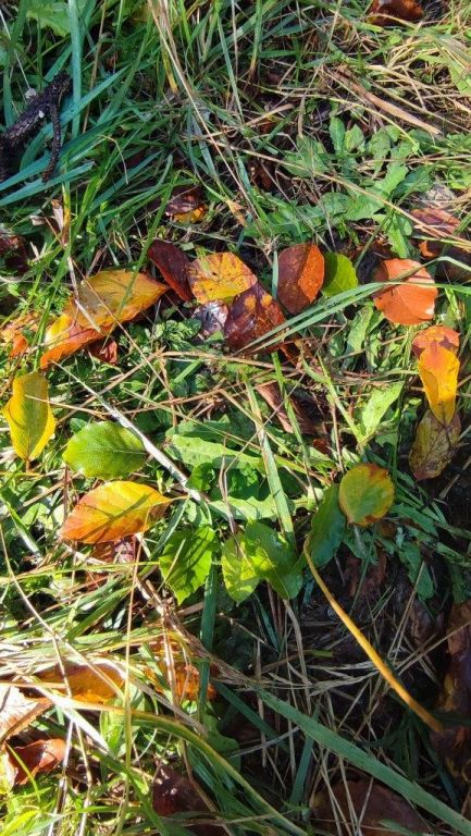 Waldtag, 2ab (26)