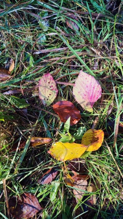 Waldtag, 2ab (30)